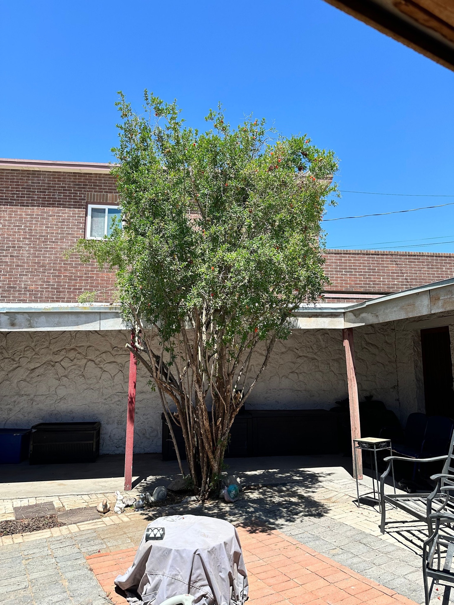 Tree Pruning