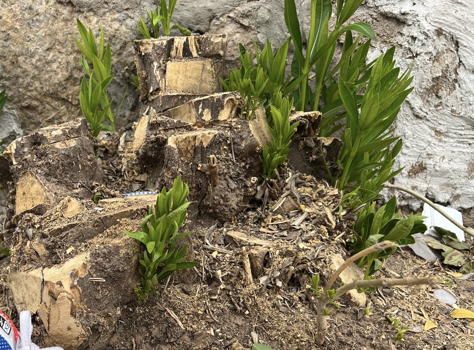 Shrub removal