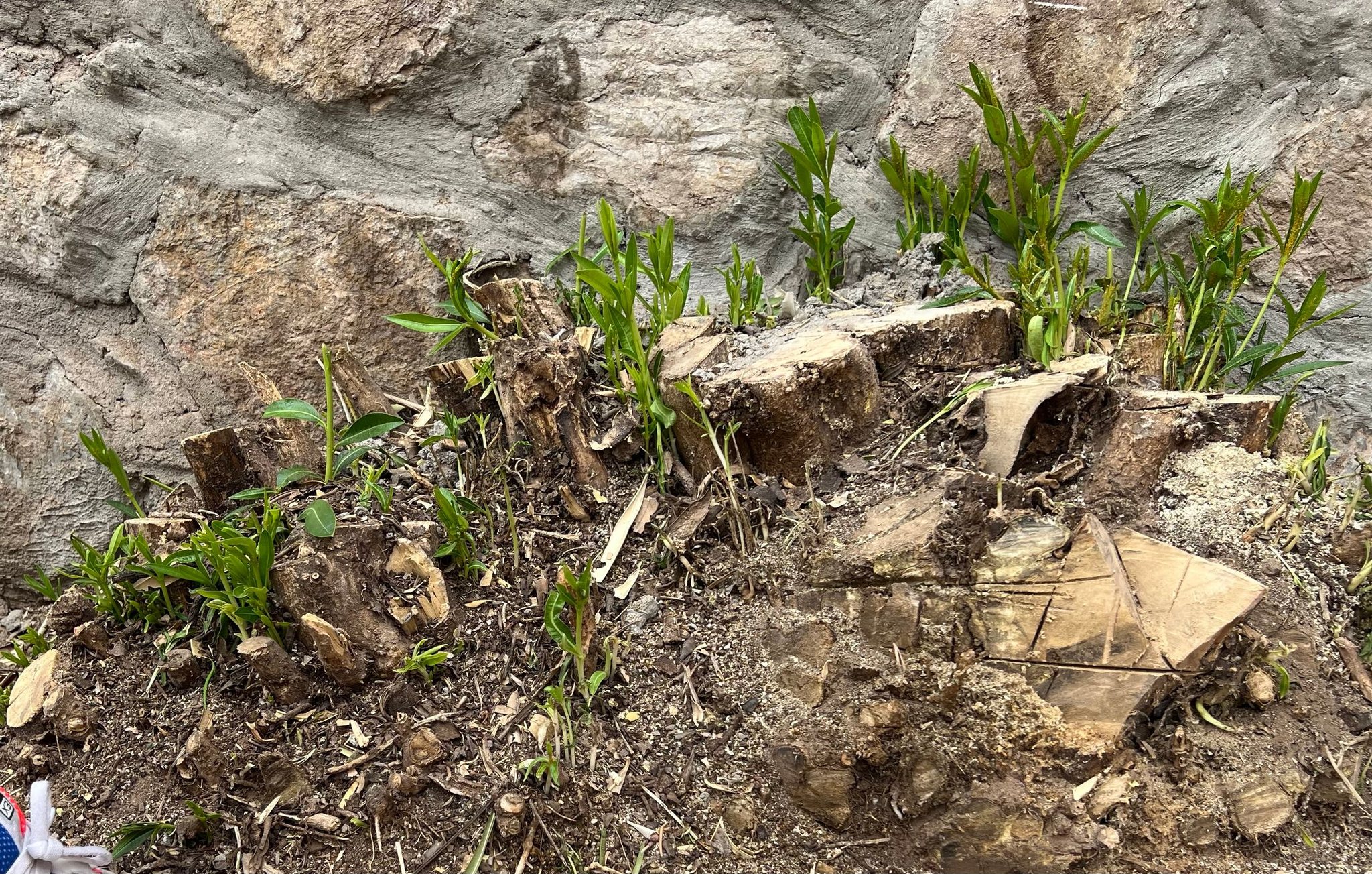 Stump Grinding Service